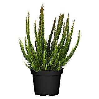 Besenheide (Calluna vulgaris Skyline, Topfgröße: 6 cm, Rosa)
