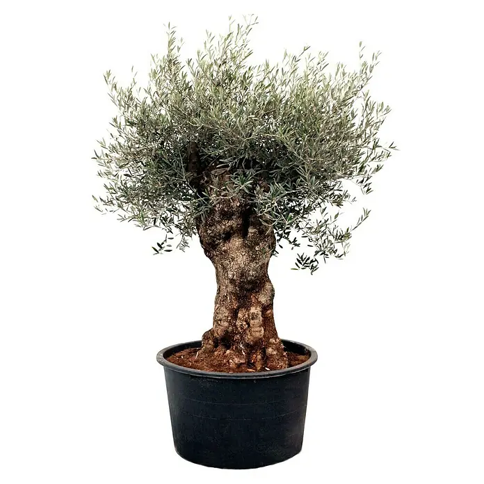Piardino Olivenbaum Bonsai - Olea europaea, Topfvolumen: 160 l, Aktuelle Wuchshöhe: 250 cm - Olivenbaum in einem schwarzen Topf. Der Baum hat einen dicken Stamm und grüne Blätter. Perfekt als dekoratives Element für Haus und Garten.