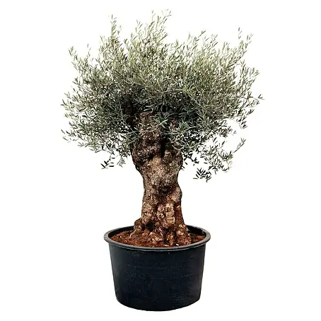 Piardino  Olivenbaum Bonsai