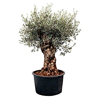 Piardino Olivenbaum Bonsai - Olea europaea, Topfvolumen: 160 l, Aktuelle  Wuchshhe: 250 cm online kaufen bei BAUHAUS