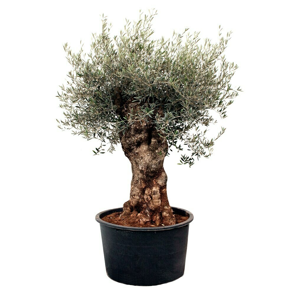 Piardino Olivenbaum Bonsai
