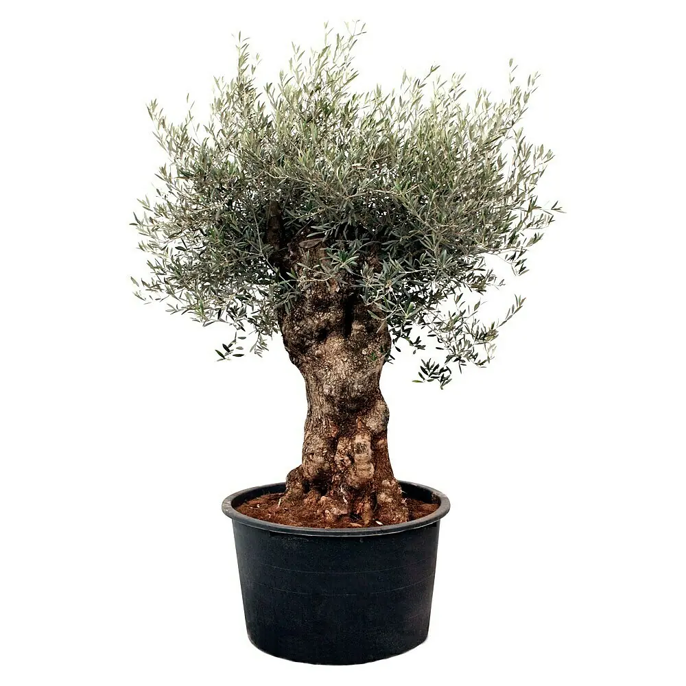 Piardino Olivenbaum Bonsai