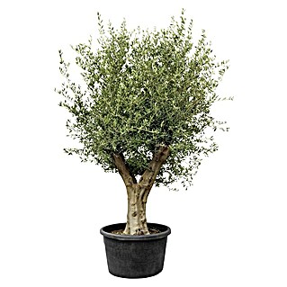 Piardino Olivenbaum (Olea europaea, Topfvolumen: 180 l)