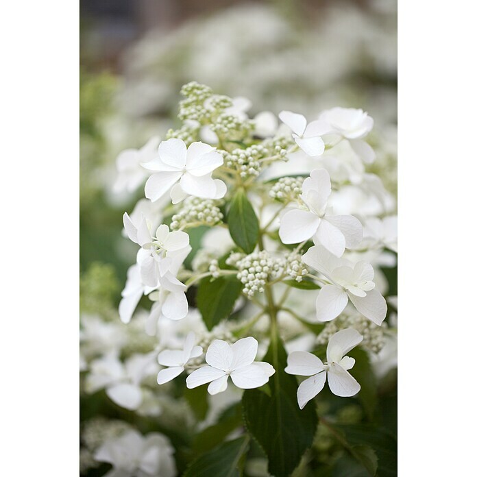 Piardino Rispen-HortensieHydrangea paniculata 'Butterfly', Cremeweiß Detail Shot