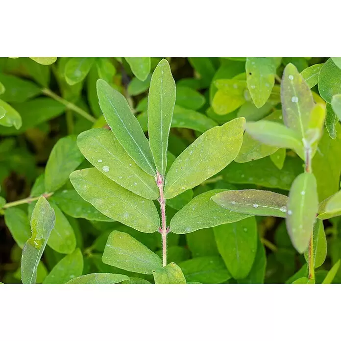 Piardino Heckenkirsche - Lonicera caerulea var. kamtschatica - Detailaufnahme
