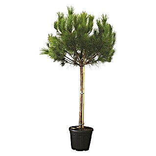Piardino Pinie (Pinus pinea)
