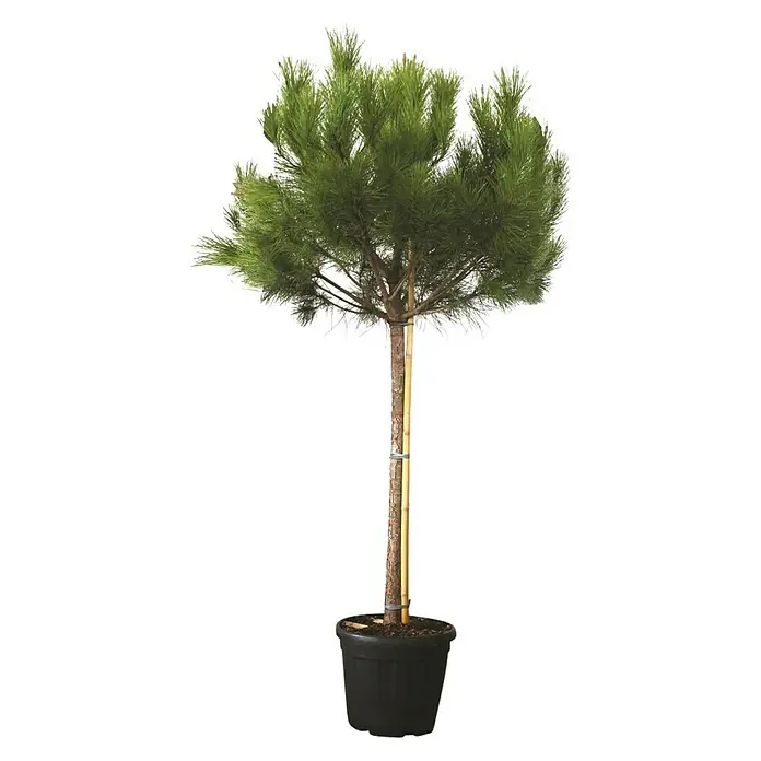 Piardino Pino - Pinus sylvestris 'Watereri' - Un árbol Pinus Pinea compacto en una maceta negra, ideal para jardines o patios, que aporta un toque de naturaleza a tu espacio exterior.