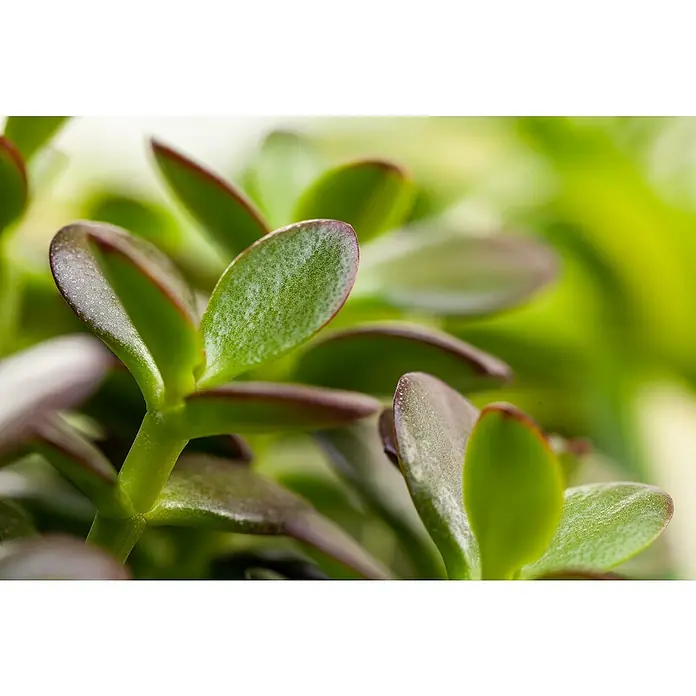 Piardino Geldbaum - Crassula ovata 'Magical Tree', Dunkelgrün - Nahaufnahme einer Sukkulente mit grünen Blättern und roten Rändern, die eine friedliche und natürliche Atmosphäre ausstrahlt.
