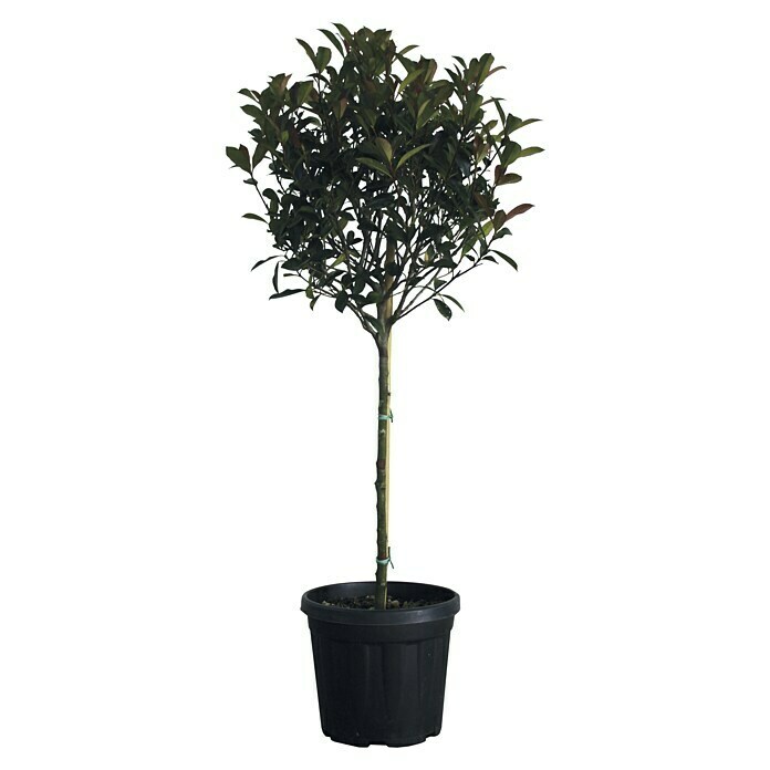 Piardino Glanzmispel Robusta CompactPhotinia fraseri 'Robusta Compact', Topfvolumen: 18 l Front View