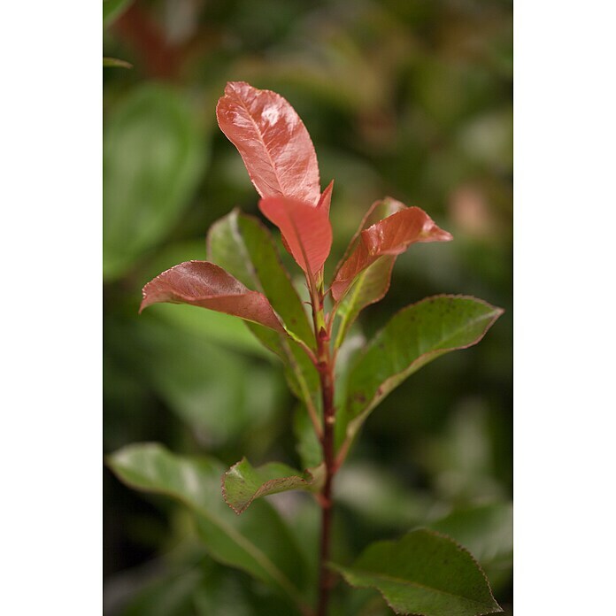 Piardino Glanzmispel Robusta CompactPhotinia fraseri 'Robusta Compact', Topfvolumen: 18 l Detail Shot