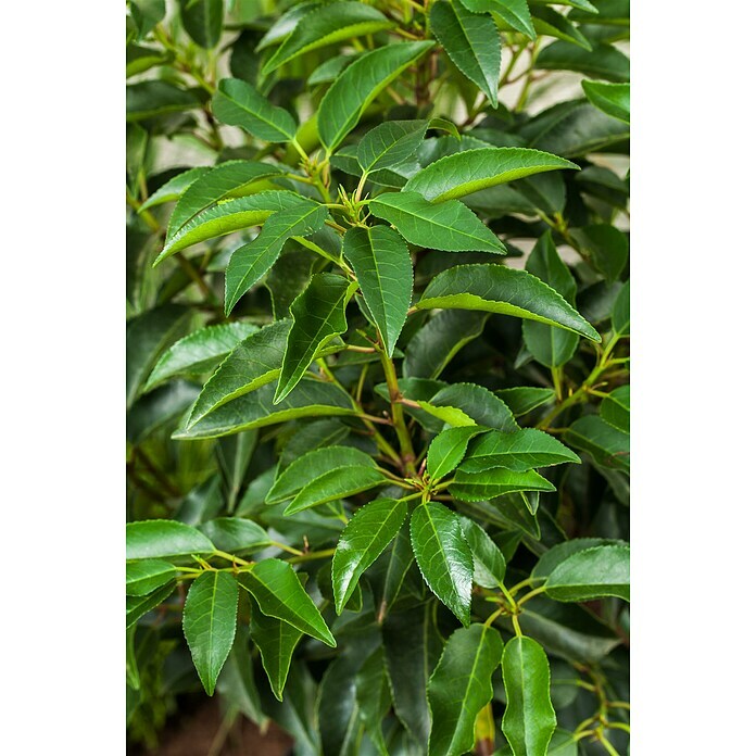 Piardino Portugiesische LorbeerkirschePrunus lusitanica Detail Shot