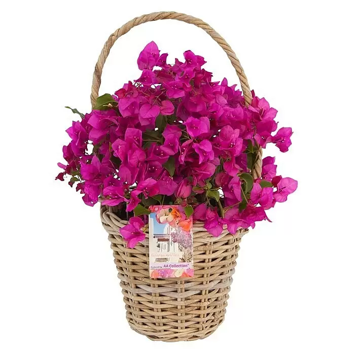 Piardino Drillingsblume im Korb - Bougainvillea glabra - Lila Bougainvillea Pflanze in einem runden Korb aus Naturgeflecht.