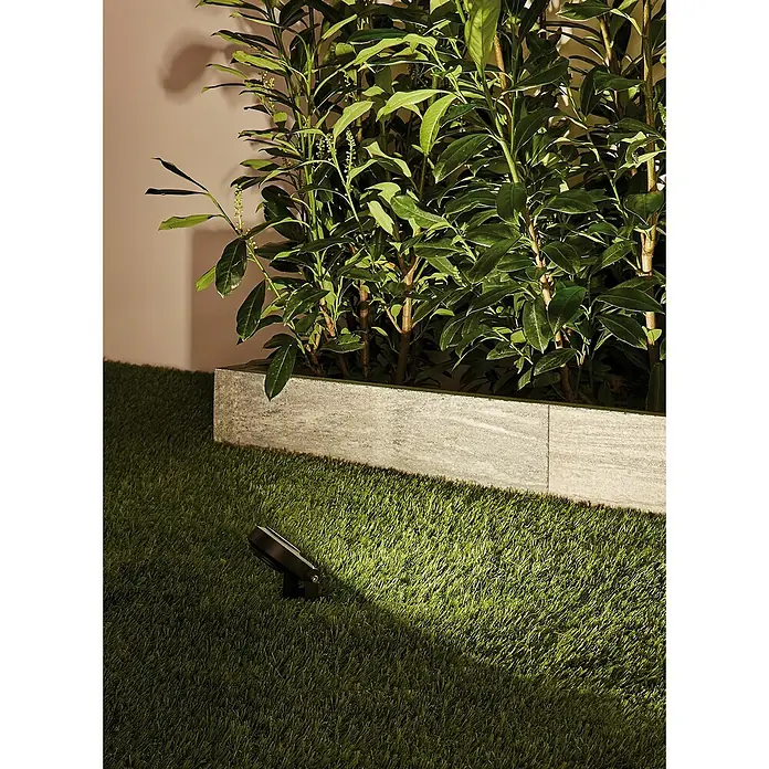 Paulmann Plug & Shine LED-Gartenspot Sting - 6 W, 24 V, Erdspieß, Höhe: 29 cm - Nahaufnahme einer Außenleuchte, die einen grünen Busch beleuchtet, ideal für Gartenakzente.