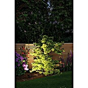 Paulmann Plug & Shine LED-Gartenspot Sting (6 W, Höhe: 29 cm, Erdspieß, 24 V)