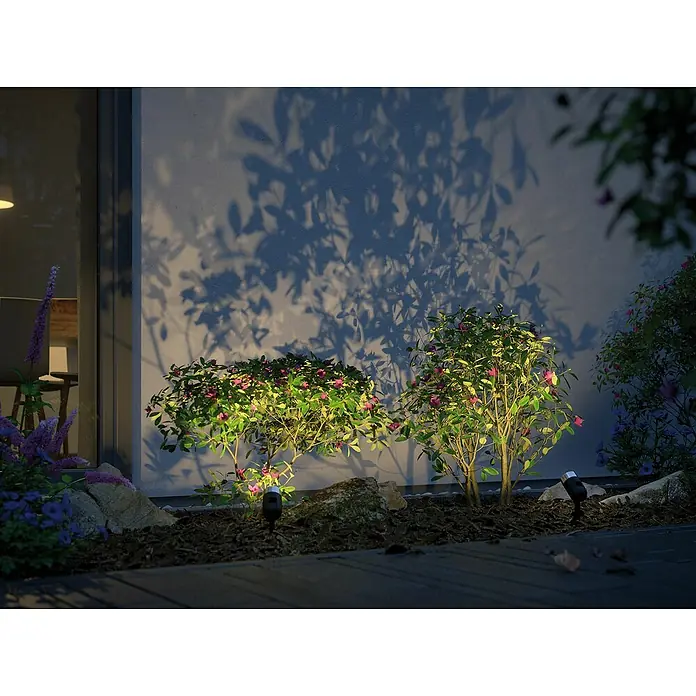 Paulmann Plug & Shine Basis-Set LED-Gartenstrahler Pike Smart Home Zigbee 3.0 - Anthrazit, Ø x H: 5 x 22,5 cm, 4,5 W, Per App steuerbar, IP44, 3 Stk. - Gartenstrahler beleuchten Büsche mit lila Blüten und werfen lange Schatten auf die Fassade des Hauses.