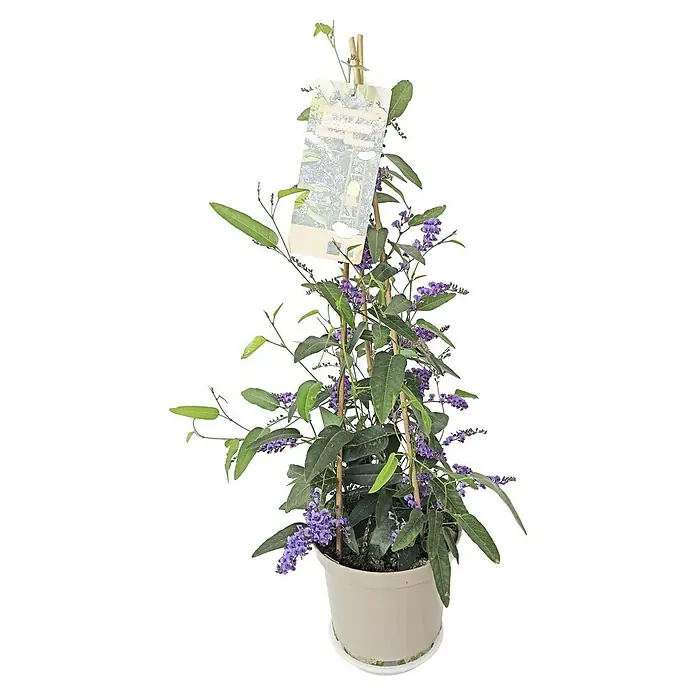 Piardino Hardenbergia - Hardenbergia violacea, Violeta - Una planta de Plumbago en maceta con flores púrpuras, sostenida por palos de bambú y con una etiqueta.