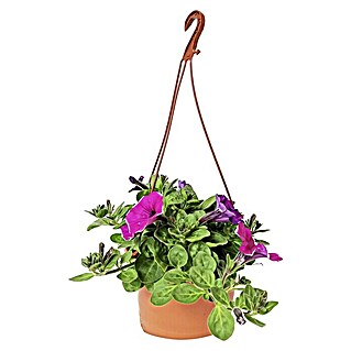 Petunia (Petunia Surfina, Tamaño de maceta: 25 cm, Rosa)