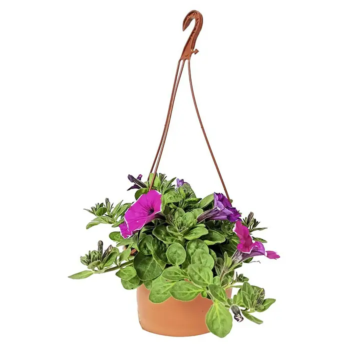 Petunia - Petunia Surfina, Tamaño de maceta: 25 cm, Rosa - Cesta colgante con petunias vibrantes, perfecta para añadir color a cualquier balcón o patio. Las flores brillantes alegran cualquier espacio exterior.