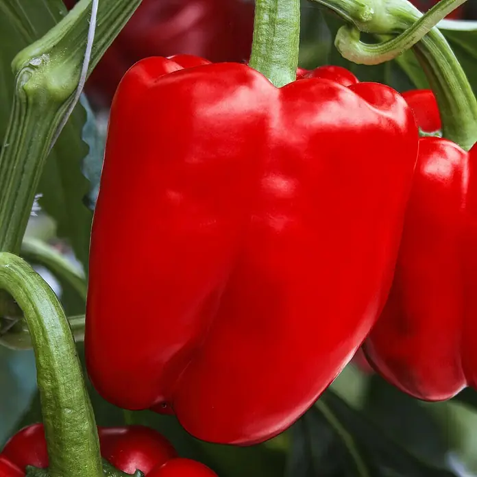 Piardino Bio Paprika im Tontopf - Capsicum annuum 'Beluga Red', 12 cm, Erntezeit: Juli - Nahaufnahme einer leuchtend roten Paprika, die an einem grünen Stiel hängt.