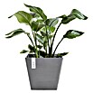 Ecopots Rotterdam Pflanzkasten Rotterdam (Außenmaß (L x B x H): 29,5 x 29,5 x 26,4 cm, Kunststoff, Grau) | BAUHAUS