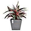 Ecopots Rotterdam Pflanzkasten Rotterdam (Außenmaß (L x B x H): 29,5 x 29,5 x 26,4 cm, Kunststoff, Grau) | BAUHAUS