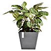 Ecopots Rotterdam Pflanzkasten Rotterdam (Außenmaß (L x B x H): 29,5 x 29,5 x 26,4 cm, Kunststoff, Grau) | BAUHAUS