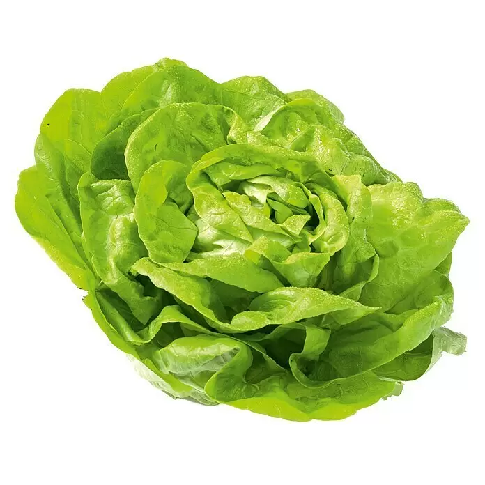 Piardino Kopfsalat Salanova - Lactuca sativa 'Salanova'®, Erntezeit: Juni - Diagonale Ansicht