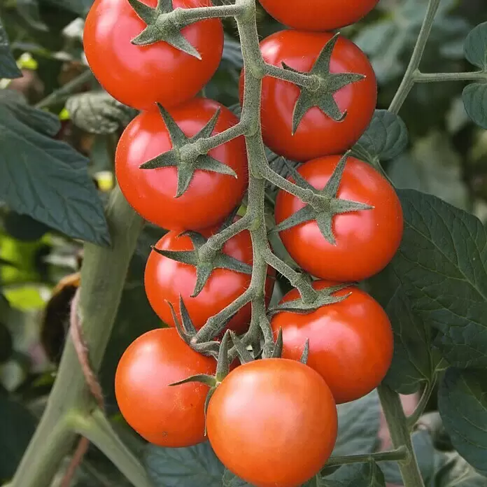 Piardino Bio Cocktailtomate - Solanum lycopersicum 'Manolo', 12 cm, Erntezeit: Juli - Stimmungsaufnahme