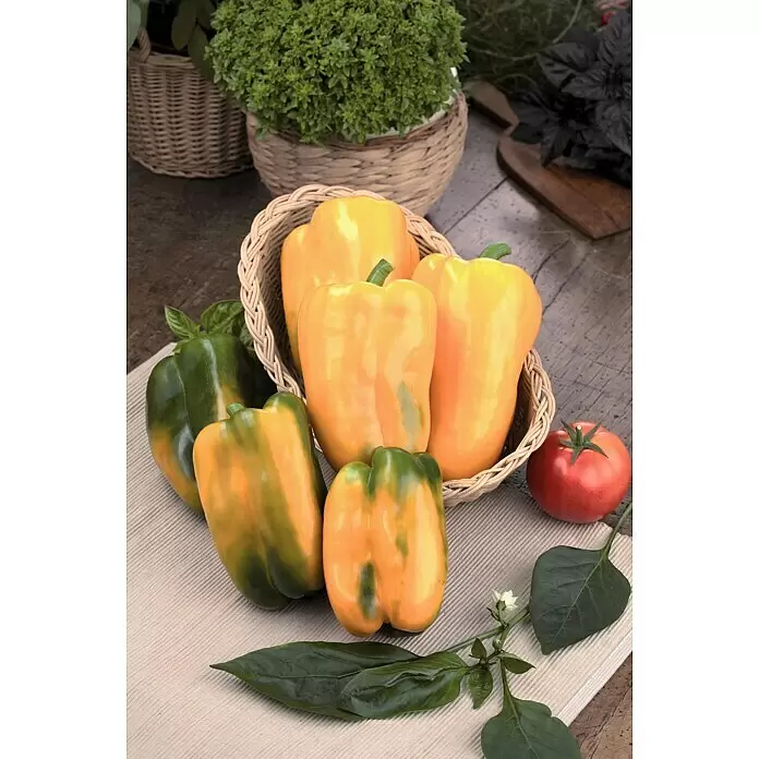 Piardino Bio Jumbo-Paprika im Tontopf - Capsicum annuum 'Torelus Yellow', 12 cm, Erntezeit: August - Stimmungsaufnahme