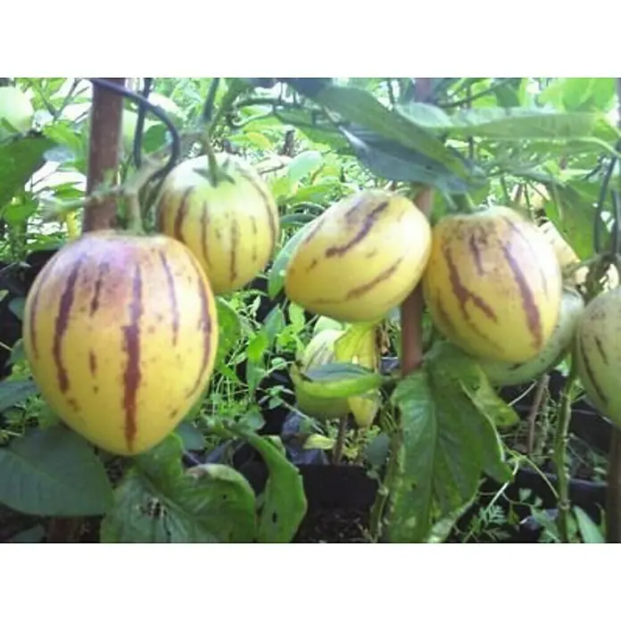 Piardino Obstpflanzen-Set Fruchtiges Quartett Birnenmelone & Tomate - Solanum lycopersicum & muricatum, Topfgröße: 10,5 cm - Gelb gestreifte Melonenbirnen, die an der Pflanze wachsen, zeigen ihre charakteristische Form und Farbe.