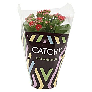 Piardino Kalanchoe blossfeldiana (Kalanchoe blossfeldiana, Tamaño de maceta: 10 cm, Rojo/Rosa/Violeta/Blanco/Amarillo)