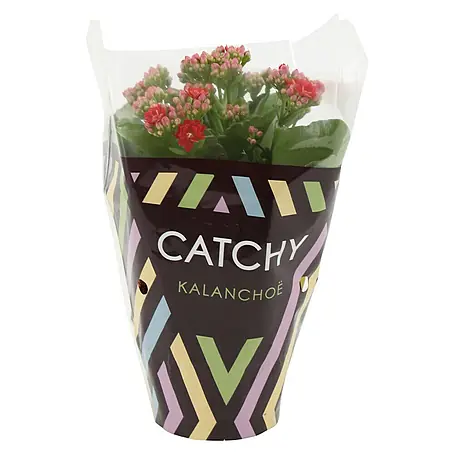 Piardino  Kalanchoe blossfeldiana