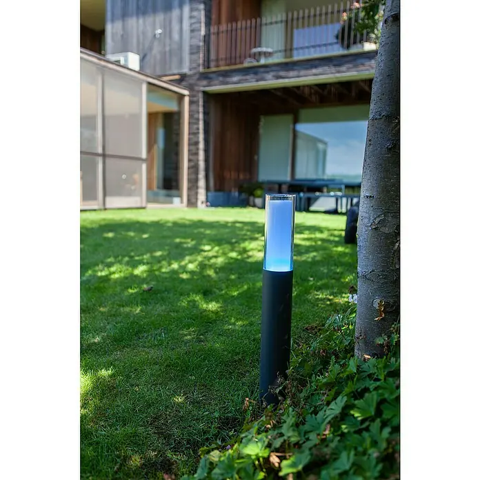 Lutec Sobremuro exterior Dropa - 10 W, Color del marco: Gris oscuro, RGBW, 8,2 x 8,2 x 59 cm, Con bombillas - Una moderna luz azul de exterior se alza sobre un césped verde junto a un árbol, perfecta para la iluminación del jardín.