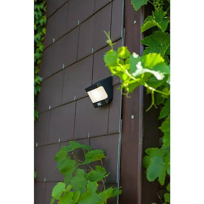 Lutec LED-Sensor-Außenwandleuchte - 8 W, L x B x H: 6,9 x 12,5 x 11,8 cm, Schwarz, Neutralweiß - Nahaufnahme einer schwarzen Außenleuchte mit Bewegungsmelder an einer braunen Fassade, umgeben von Grünpflanzen.