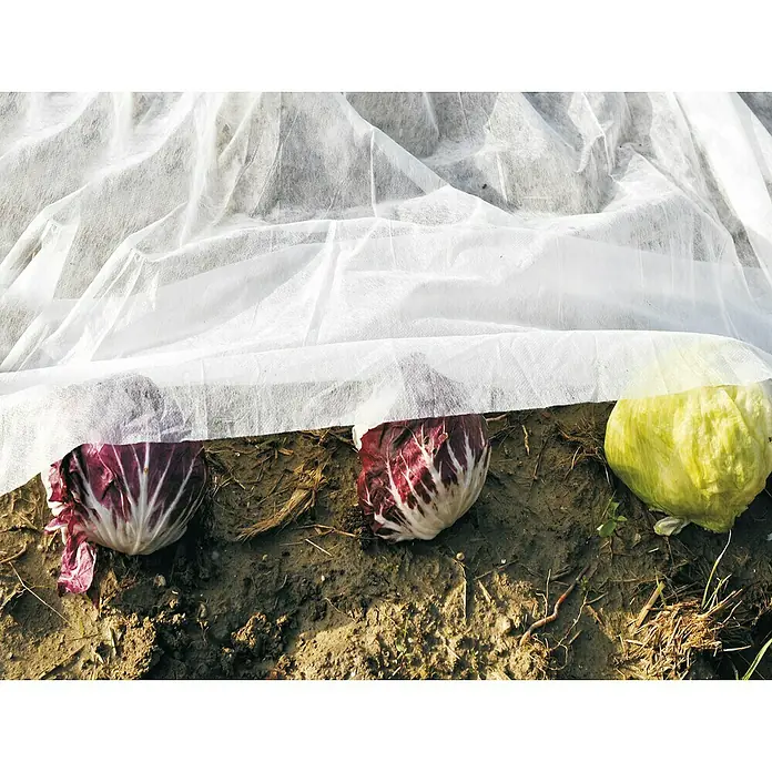 Altadex Manta protectora Térmica - L x An: 2 x 20 m, Apto para: Plantas - Primer plano de radicchio y lechuga bajo una cubierta protectora blanca en el campo, que protege del frío.