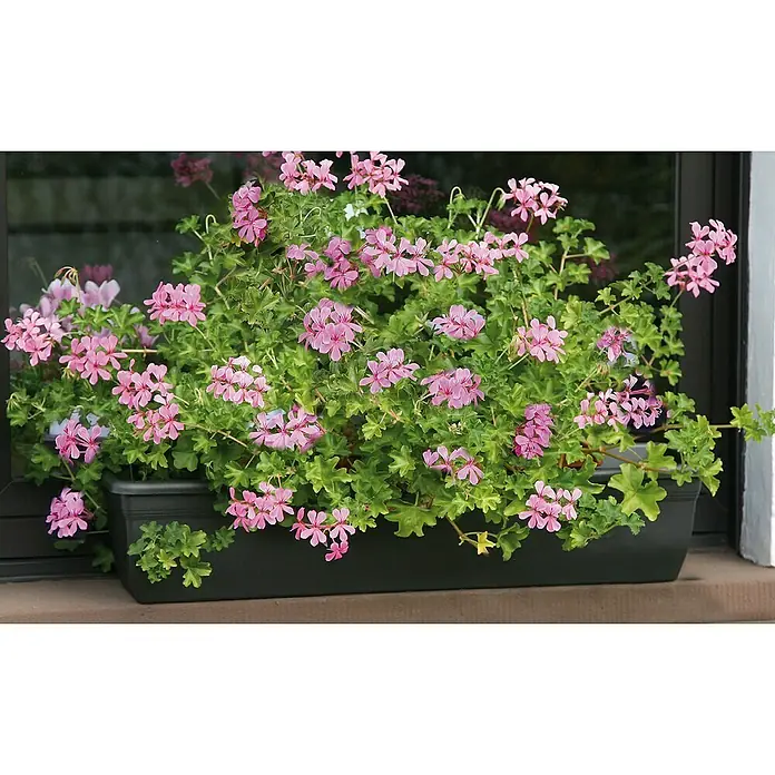 Floraworld Comfort Speichermatte - 100 x 12,5 x 3,5 cm, Geeignet für: Pflanzkästen - Blühende Geranien in einem Fensterkasten mit üppigem Laub.