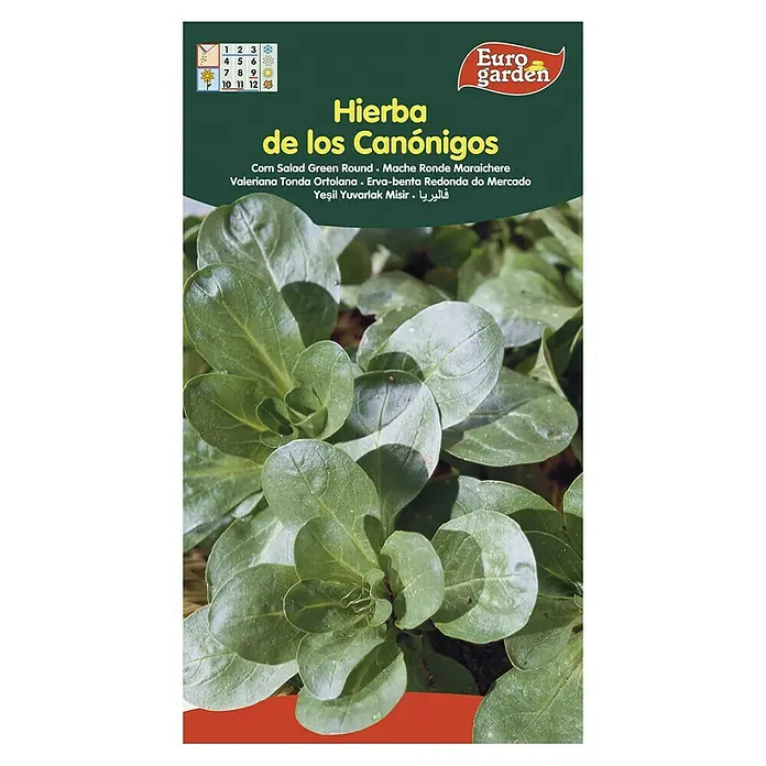 Euro Garden Semillas de lechuga Canónigos - Cosecha: Noviembre, 8 g - Paquete de semillas de hierba de los canónigos 'Verde Redonda', ideal para cultivar ensalada fresca en tu jardín.