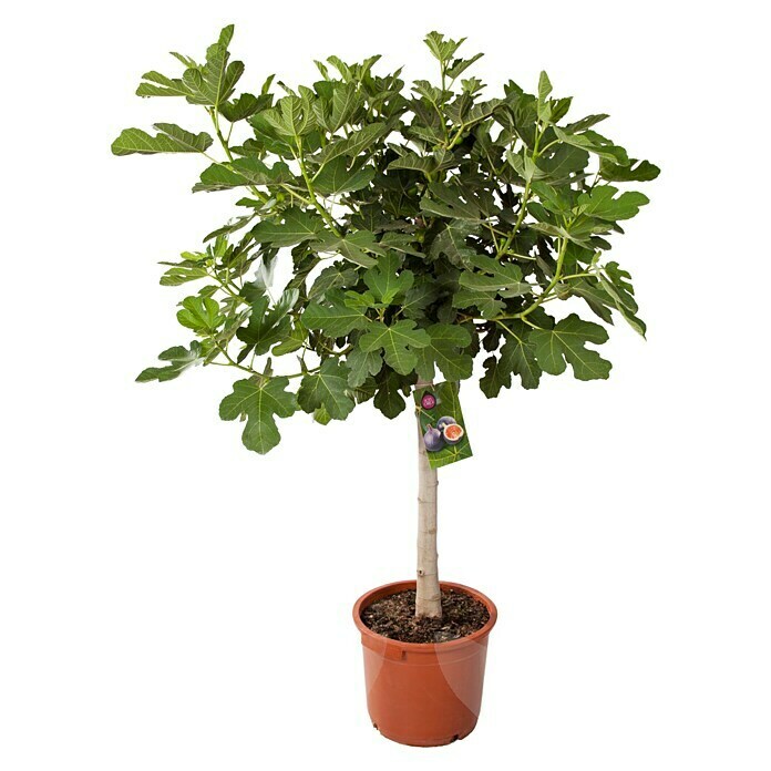 Ficus carica 50