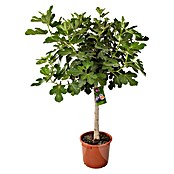 Ficus carica 50