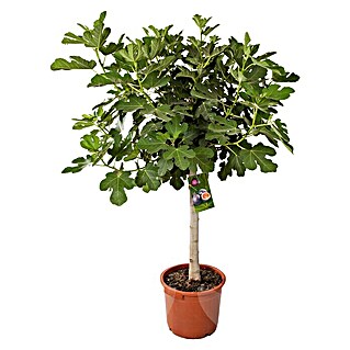 Piardino Feigenbaum Solitär (Ficus carica, Topfvolumen: 80 l)