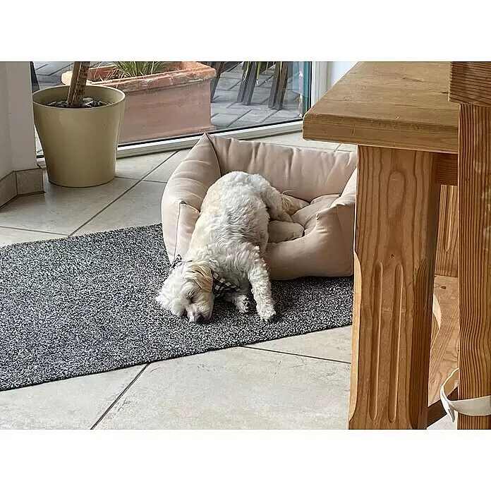 Astra Fußmatte Entra SaugaktivUni, Anthrazit, 60 x 75 cm, Material Nutzschicht: 100 % Baumwolle