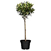 Photinia fraseri 55 Red Robin