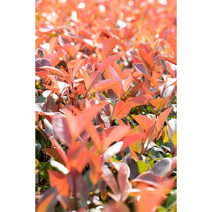 Piardino Glanzmispel Red RobinPhotinia fraseri 'Red Robin', Topfvolumen: 55 l Mood Shot