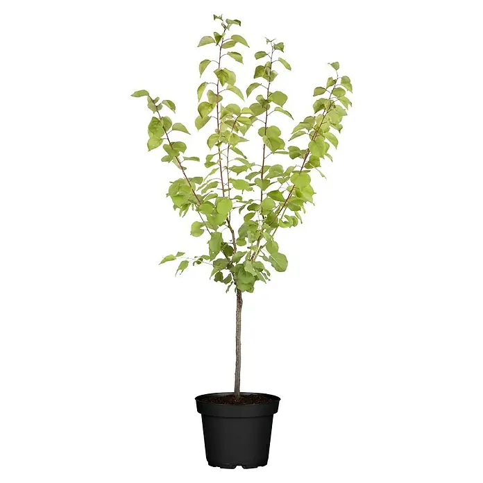 Piardino Aprikose - Prunus armeniaca, Topfvolumen: 5 l, Erntezeit: Juli - Ein Zierbaum im Topf mit üppigem, grünem Laub. Ideal als dekoratives Element für jeden Raum und verleiht eine natürliche Note.