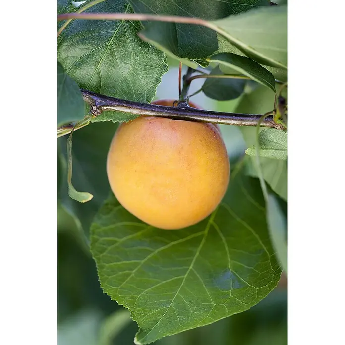 Piardino Aprikose - Prunus armeniaca, Topfvolumen: 5 l, Erntezeit: Juli - Nahaufnahme einer reifen Aprikose, die an einem Ast hängt, umgeben von grünen Blättern. Die Aprikose hat eine leuchtend orange Farbe.