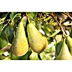 Piardino Birnenbaum (Pyrus communis ‘Köstliche von Charneux‘, Erntezeit: Oktober) | BAUHAUS