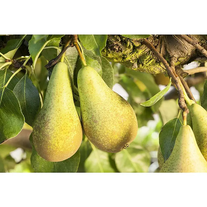 Piardino Birnenbaum - Pyrus communis ‘Köstliche von Charneux‘, Erntezeit: Oktober - Nahaufnahme von köstlichen Birnen, die an einem Baum hängen, und lädt dazu ein, die Süße der Natur zu genießen.
