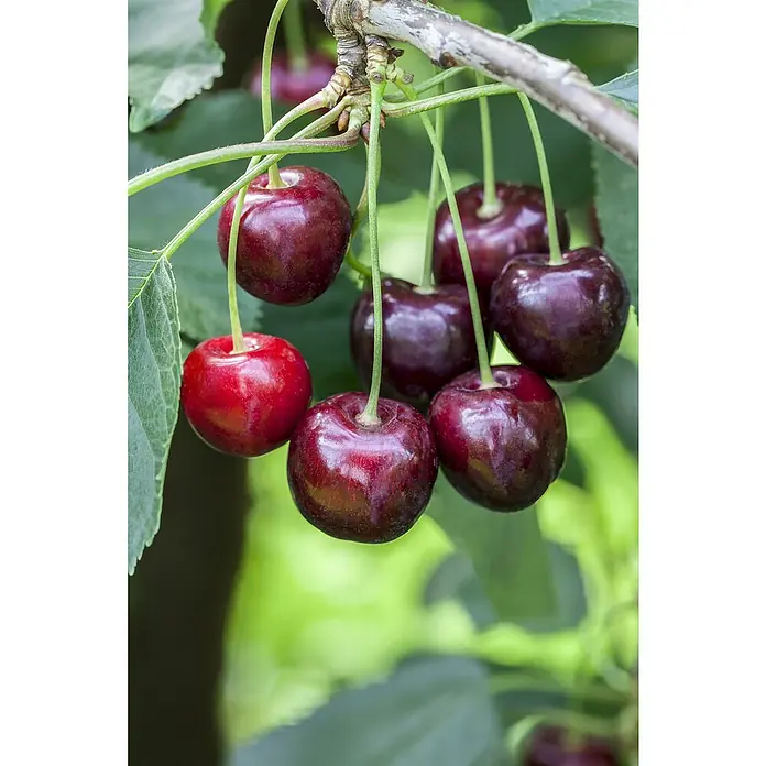Piardino Süßkirschbaum - Prunus avium 'Regina', Erntezeit: Juli - Süße, reife Kirschen hängen an einem Ast, bereit für die Ernte. Ihr sattes Rot und die pralle Form machen Lust auf einen frischen Genuss.