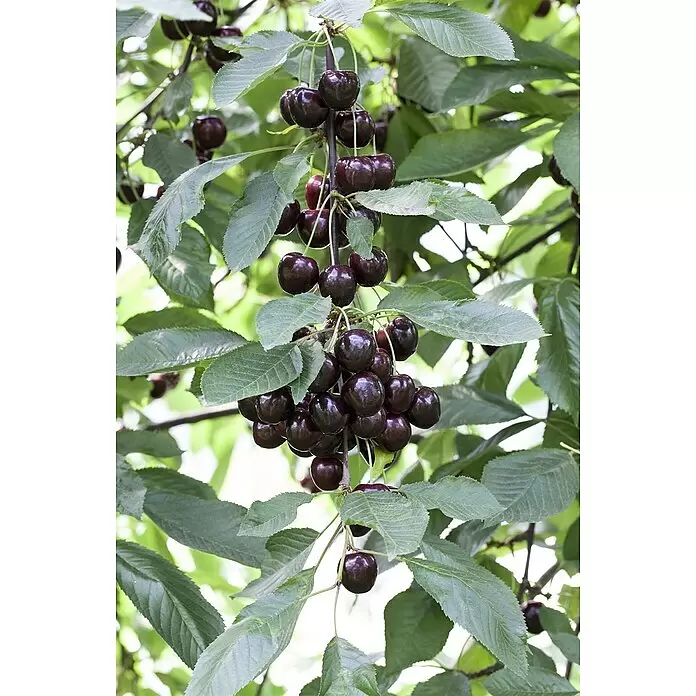 Piardino Süßkirschbaum - Prunus avium 'Regina', Erntezeit: Juli - Stimmungsaufnahme