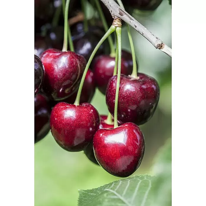 Piardino Bio Säulen-SüßkirschenbaumPrunus avium 'Kordia'®, Erntezeit: Juli